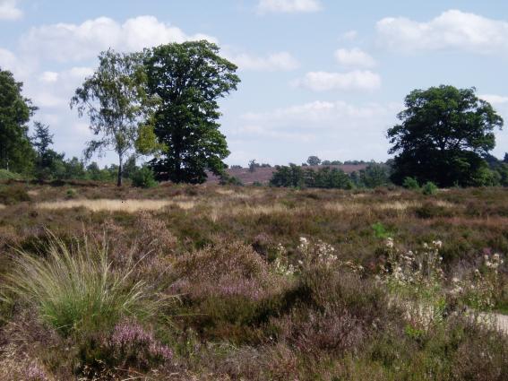 sallandse heuvelrug